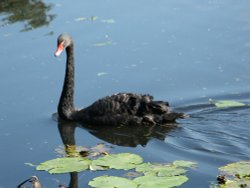 Astley Hall, Chorley, Lancashire Wallpaper