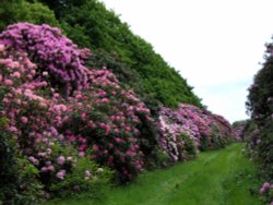 Springtime at Scofton, Nottinghamshire Wallpaper