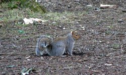 Grey Squirrel at Upton Country Park, Poole, Dorset Wallpaper