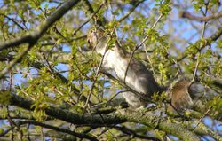 Grey Squirrel having tea at Upton Country Park, Poole, Dorset Wallpaper