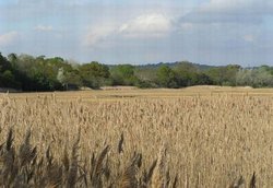 Reed Beds at Upton Country Park, Poole, Dorset Wallpaper