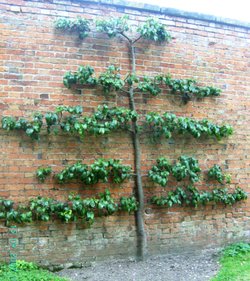 Walled kitchen garden, Clumber Country Park, Worksop, Nottinghamshire