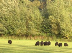 Black Sheep, Clumber Country Park, Worksop, Nottinghamshire