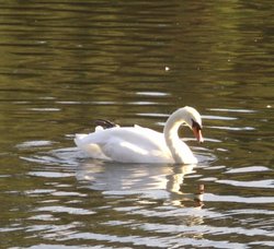 Swan, Clumber Country Park, Worksop, Nottinghamshire Wallpaper