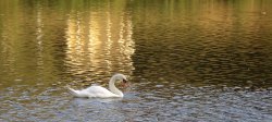 Swan, Clumber Country Park, Worksop, Nottinghamshire Wallpaper