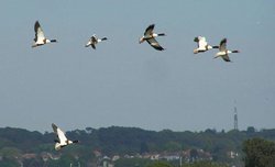 Shelduck flying over the reed beds at Upton Country Park, Poole, Dorset Wallpaper