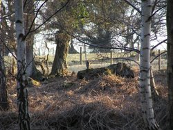 Buzzard waiting for supper at Arne RSPB Reserve, Dorset Wallpaper