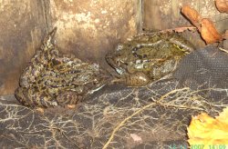 Common Frogs in Worksop, Nottinghamshire Wallpaper
