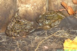 Common Frogs in Worksop, Nottinghamshire