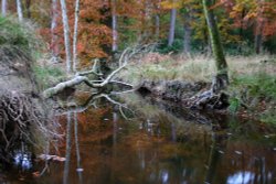 The New Forest in Hampshire Wallpaper