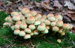 New Forest Wallpaper