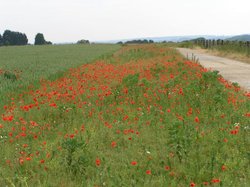 Tarrant Rushton, Dorset Wallpaper