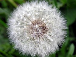 Fairy Clock, Tarrant Rushton, Dorset Wallpaper