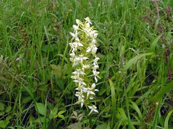 Great Butterfly Orchid
