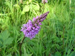 Spotted Orchid