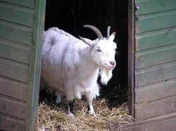 Happy goat!