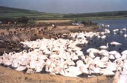 Abbotsbury Swannery