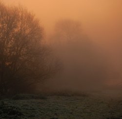 Trees in the mist over Kingsbury water park, early morning Wallpaper