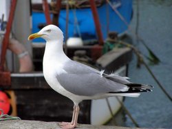Herring Gull at West Bay, Dorset