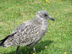 Herring Gull (juvenile) at West Bay, Dorset