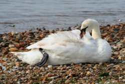Swan at Mudeford, Dorset