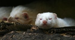 New Forest Otter, Owl and Wildlife Park Wallpaper