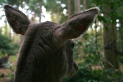 New Forest Otter, Owl and Wildlife Park Wallpaper