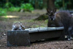 New Forest Otter, Owl and Wildlife Park Wallpaper