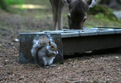 New Forest Otter, Owl and Wildlife Park Wallpaper