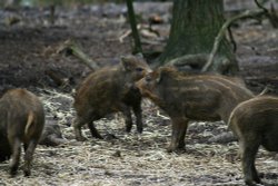 New Forest Otter, Owl and Wildlife Park Wallpaper