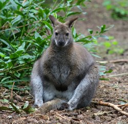 New Forest Otter, Owl and Wildlife Park Wallpaper