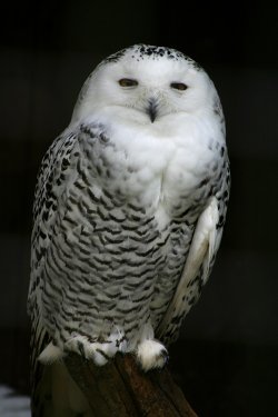 New Forest Otter, Owl and Wildlife Park