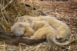 New Forest Otter, Owl and Wildlife Park