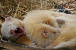 New Forest Otter, Owl and Wildlife Park Wallpaper