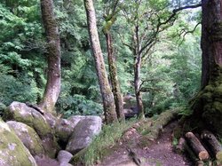 Becky Falls Trail Wallpaper