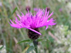 Knapweed at Dartmoor National Park, Devon Wallpaper