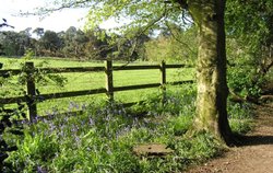 Woodland Glade at Upton Wallpaper