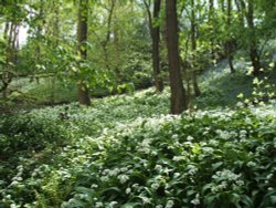 Wild Garlic Wallpaper