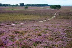 New Forest Wallpaper