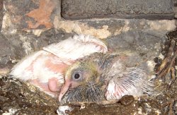 Baby Pigeon