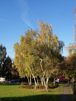 Ridding Lane Open Space, Sudbury, Greater London