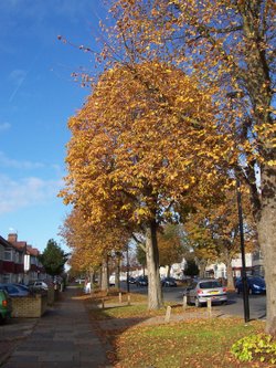 Whitton Avenue