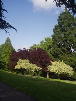 Belle Vue Trees