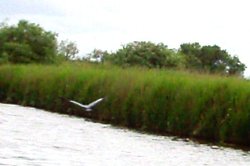 Hickling Broad