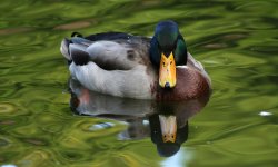 Mallard duck in the New Forest Wallpaper