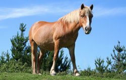 Ashlett creek Wallpaper