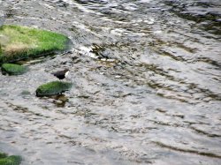 Lynmouth, Devon. Wallpaper
