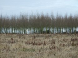 Battram Wood, Battram Village, near Ellistown Wallpaper