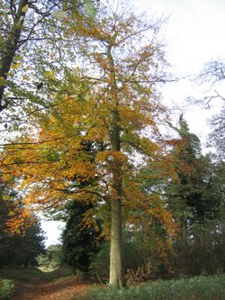 Autumn colours near Faringdon Folly