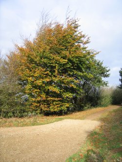 Near Faringdon Folly
